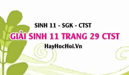 Giải Sinh 11 trang 29 Chân trời sáng tạo SGK